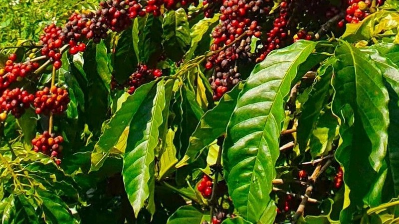 Gia Lai: Hướng mục tiêu xuất khẩu cà phê trên 500 triệu USD/năm