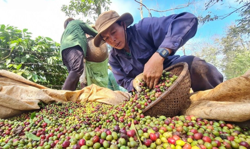 Ngày 6/11: Giá cà phê trong nước và thế giới đồng loạt tăng, hồ tiêu ổn định Ngày 6/11: Giá cà phê trong nước và thế giới đồng loạt tăng, hồ tiêu ổn định