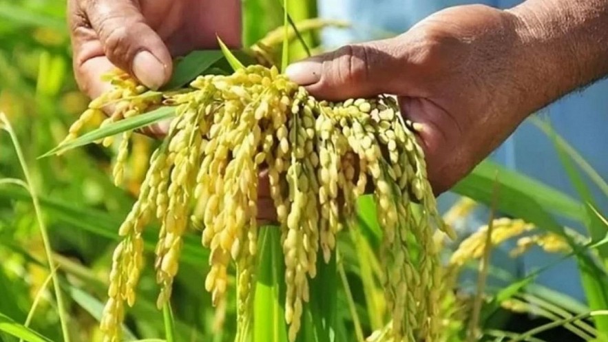Ngày 6/11: Giá lúa biến động trái chiều; gạo quay đầu giảm