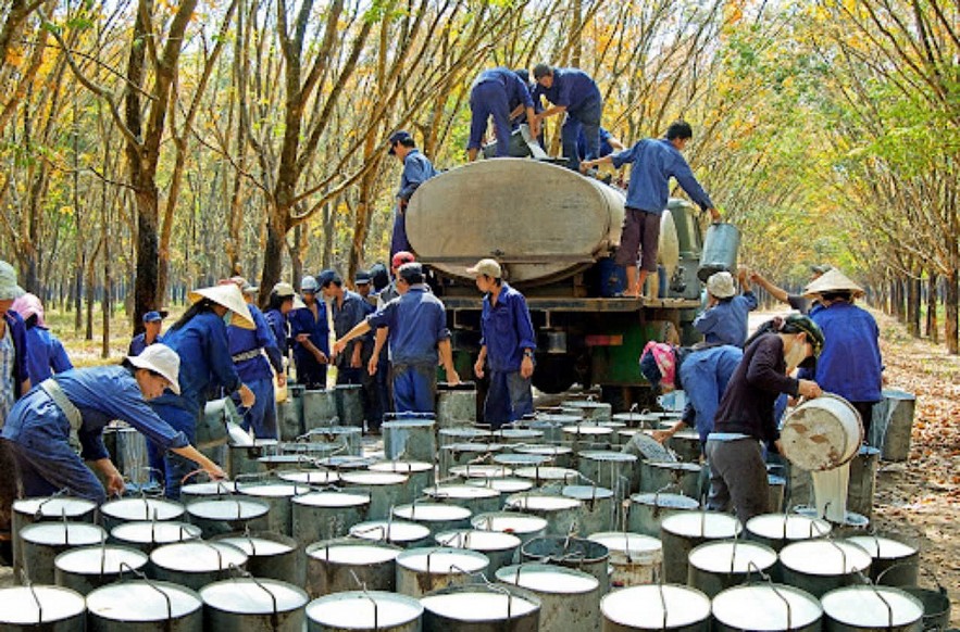 Ngày 8/11: Giá cao su tăng lên mức cao nhất trong hơn một tuần qua