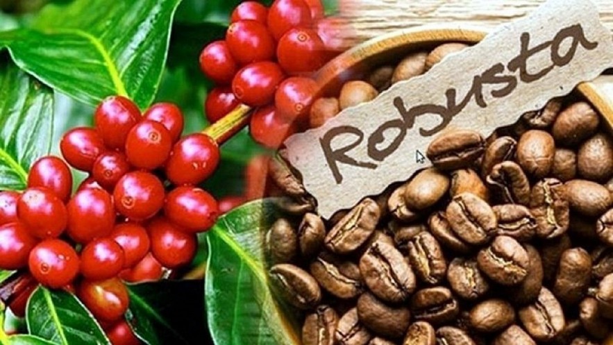 Ngày 11/11: Giá cà phê Robusta tăng gần 100 USD/tấn, hồ tiêu neo ở mức cao