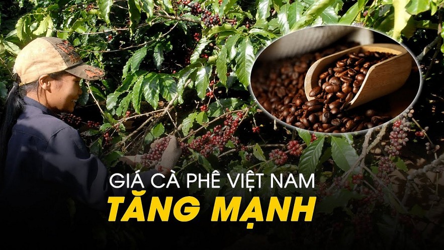 Ngày 12/11: Giá cà phê thế giới tăng mạnh, hồ tiêu ổn định