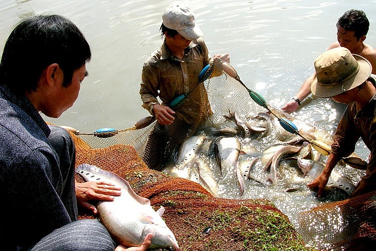 Hậu Giang: Khai thác hơn 70.500 tấn thủy sản trong 10 tháng