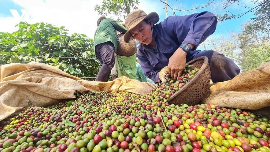 Ngày 15/11: Giá cà phê trong nước tiếp tục tăng cao, hồ tiêu đồng loạt giảm