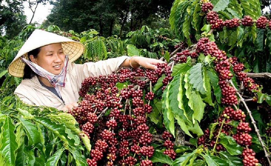 Ngày 16/11: Giá cà phê, giá tiêu có một tuần tăng ấn tượng