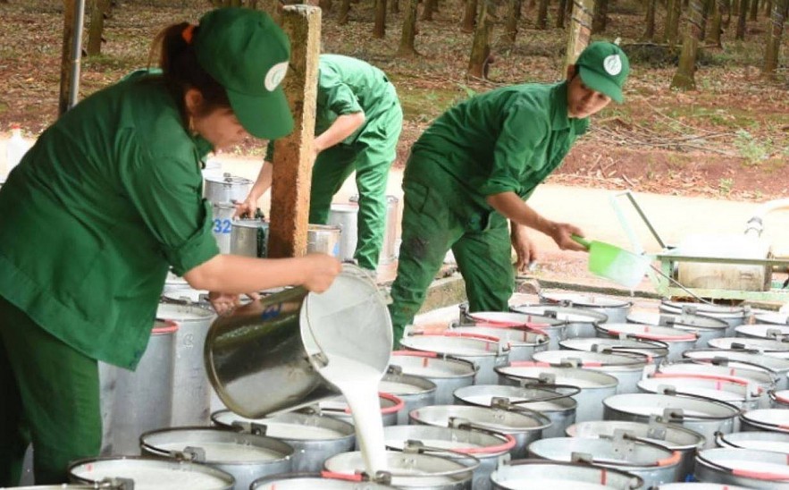 Ngày 18/11: Giá cao su tăng trên sàn Osaka, trong nước ổn định