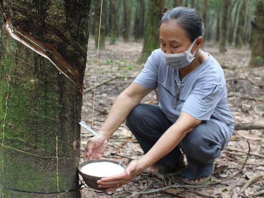 Ngày 19/11: Giá cao su thế giới biến động trái chiều, trong nước giảm