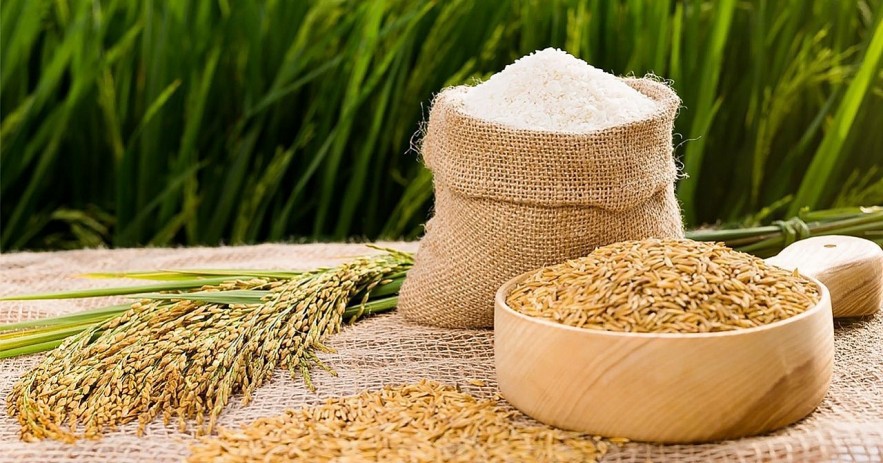 Ngày 22/11: Giá lúa gạo tại khu vực Đồng bằng sông Cửu Long đi ngang