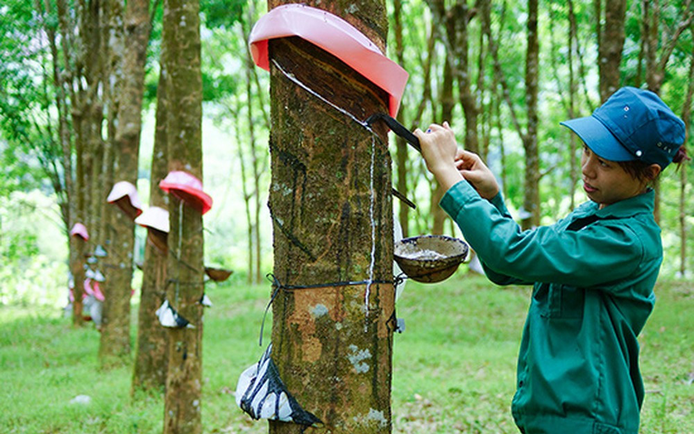 Ngày 23/11: Giá cao su biến động trái chiều cả trong nước và sàn giao dịch