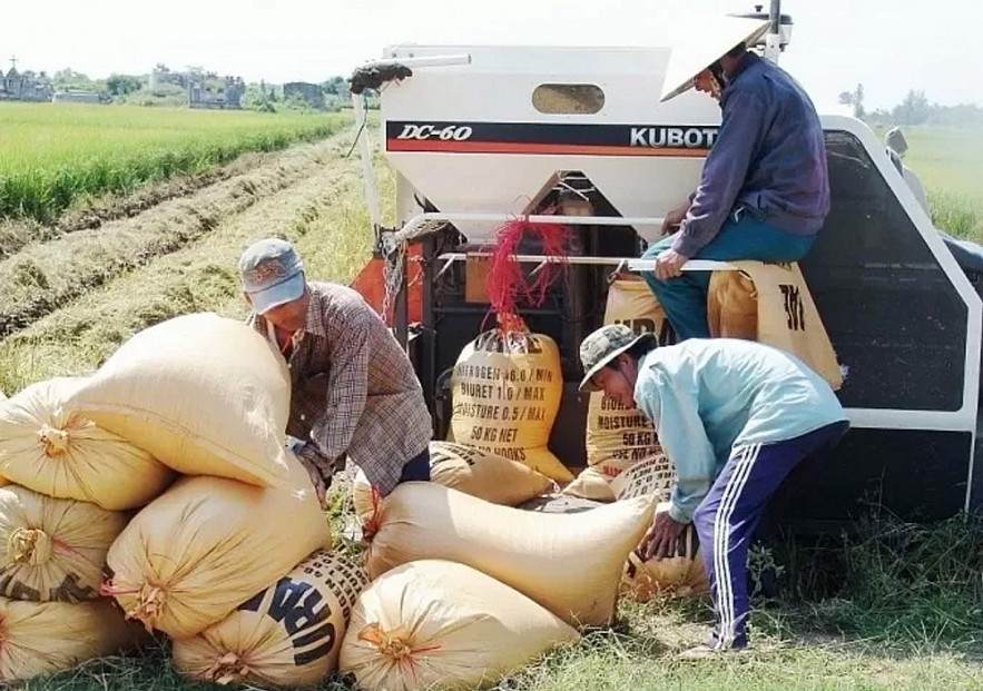 Ngày 23/11: Giá lúa giao dịch ổn định, gạo xuất khẩu tăng nhẹ