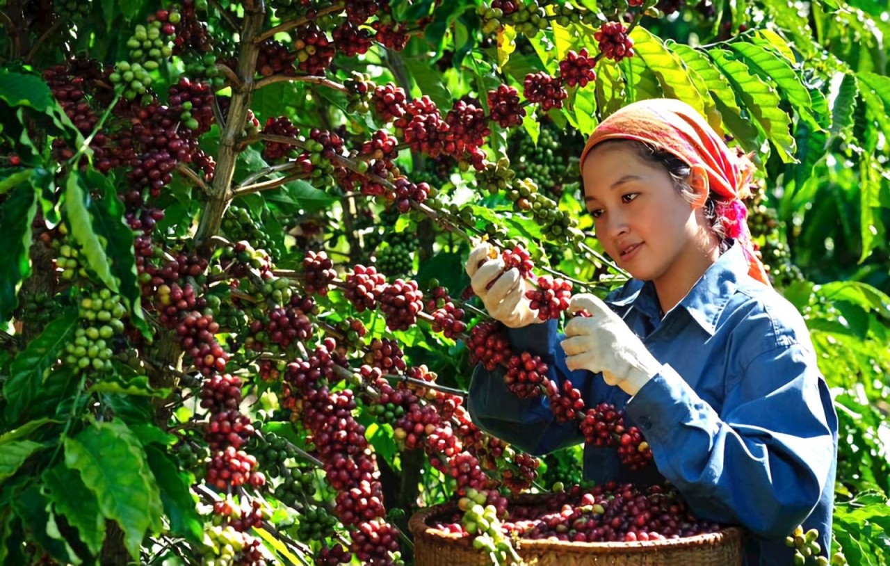 Giá cà phê chính vụ ở Tây Nguyên tăng cao