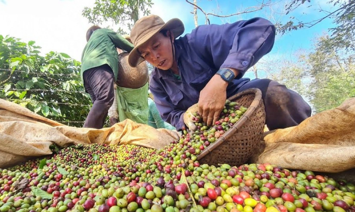 Ngày 26/11: Giá cà phê và hồ tiêu tiếp tục chuỗi ngày tăng với cường độ mạnh