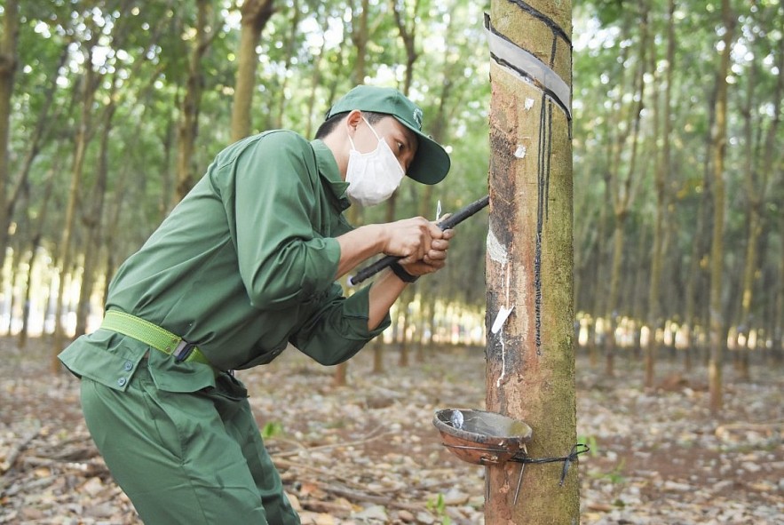 Ngày 29/11: Giá cao su trên các sàn giao dịch bật tăng trở lại, trong nước ổn định