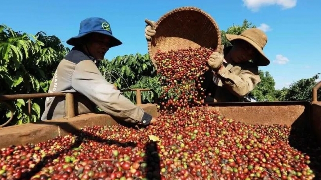 Coffee exports set to hit 5.6 billion USD in 2024