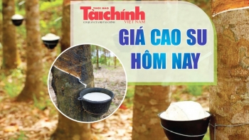 Ngày 5/12: Giá cao su trong nước tăng, thế giới biến động trái chiều