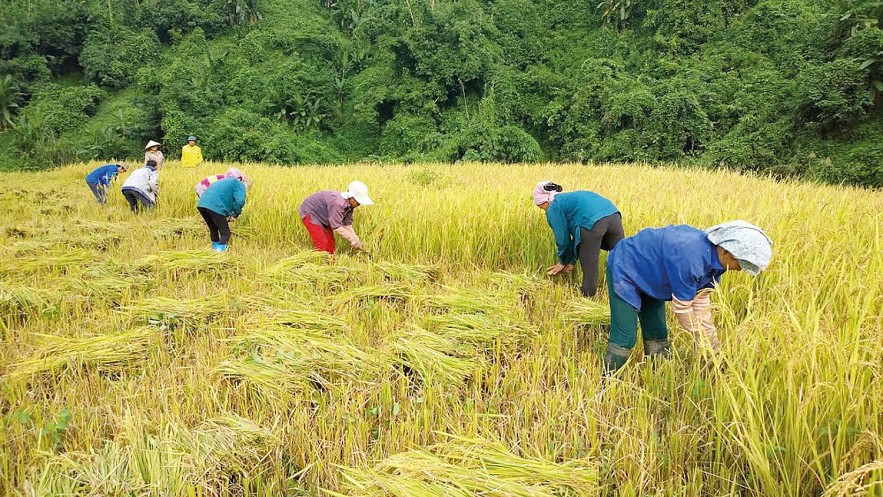 Bảo hiểm nông nghiệp phát triển chưa tương xứng với tiềm năng