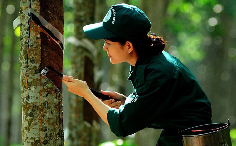 Ngày 6/12: Giá cao su thế giới tăng - giảm trái chiều, trong nước ổn định