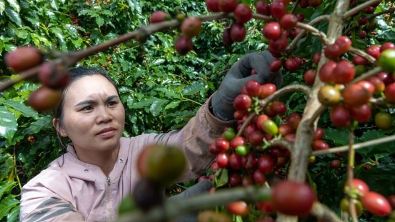 Ngày 10/12: Giá cà phê và hồ tiêu đồng loạt quay đầu giảm sau chuỗi ngày tăng giá mạnh
