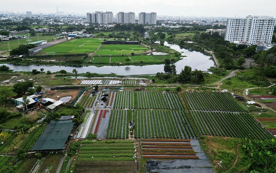 TP. Hồ Chí Minh: Nhà vườn sẵn sàng cho vụ hoa tết