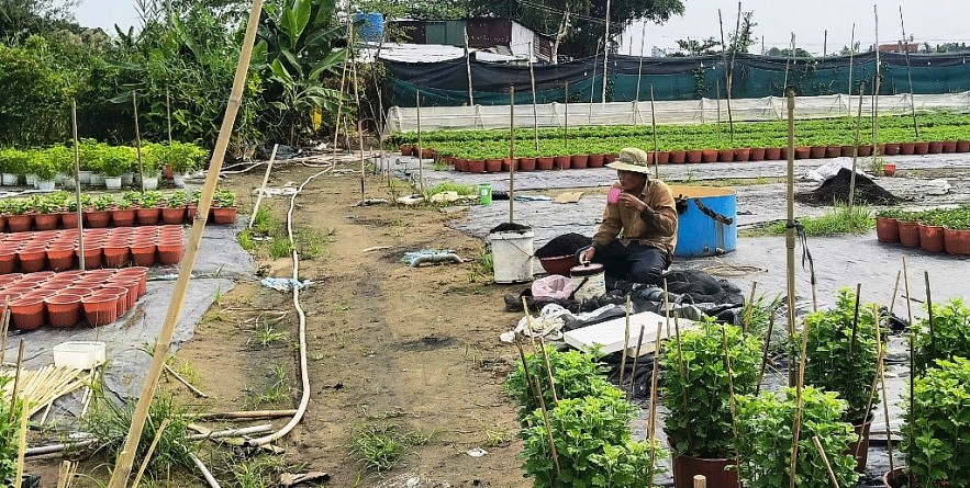 TP. Hồ Chí Minh: Nhà vườn sẵn sàng cho vụ hoa tết