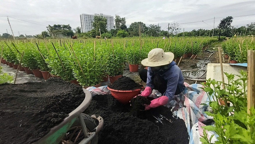 TP. Hồ Chí Minh: Nhà vườn sẵn sàng cho vụ hoa tết