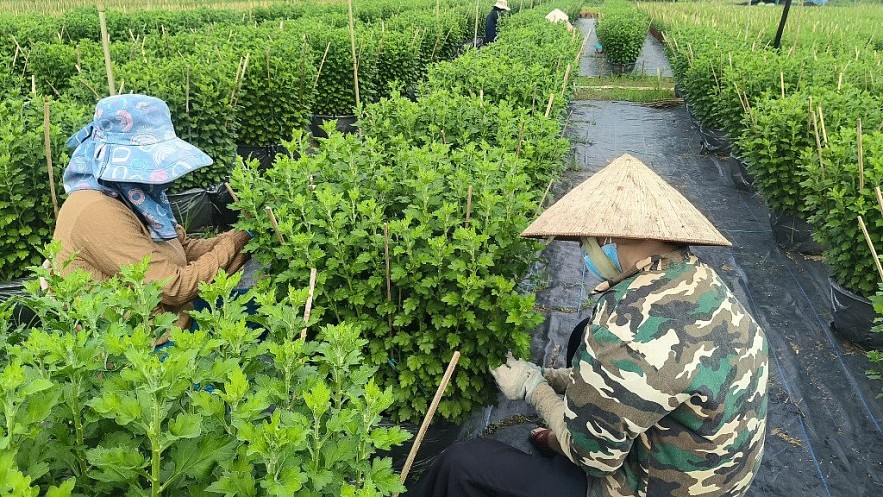 TP. Hồ Chí Minh: Nhà vườn sẵn sàng cho vụ hoa tết