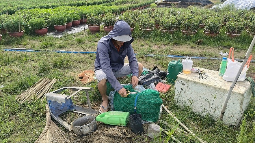 TP. Hồ Chí Minh: Nhà vườn sẵn sàng cho vụ hoa tết