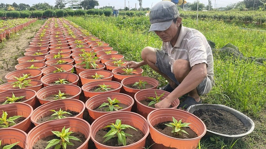 TP. Hồ Chí Minh: Nhà vườn sẵn sàng cho vụ hoa tết