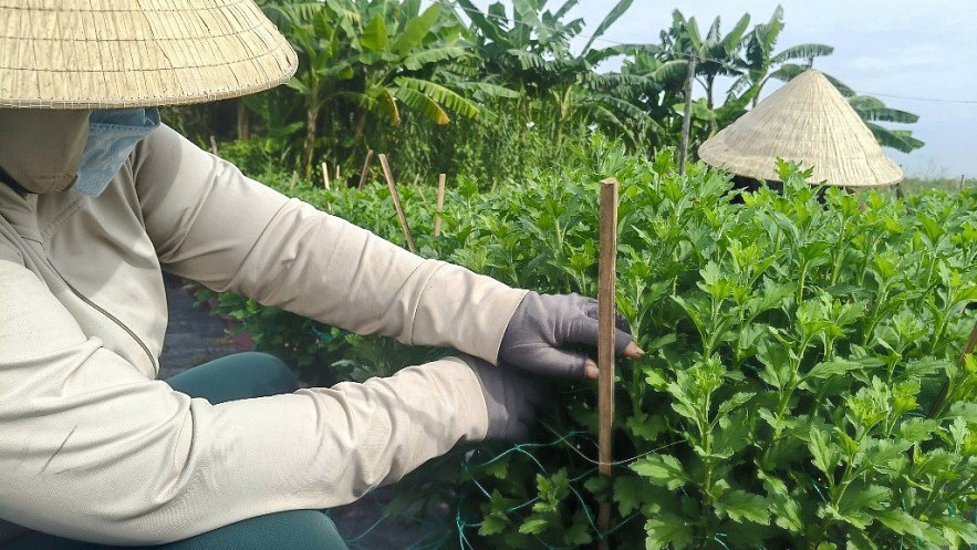 TP. Hồ Chí Minh: Nhà vườn sẵn sàng cho vụ hoa tết TP. Hồ Chí Minh: Nhà vườn sẵn sàng cho vụ hoa tết
