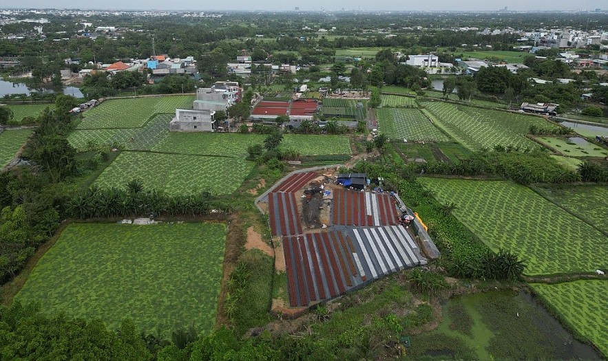 TP. Hồ Chí Minh: Nhà vườn sẵn sàng cho vụ hoa tết