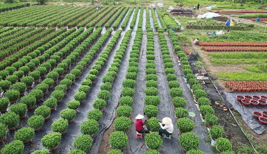 TP. Hồ Chí Minh: Nhà vườn sẵn sàng cho vụ hoa tết