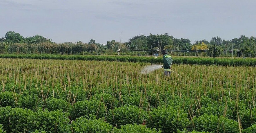 TP. Hồ Chí Minh: Nhà vườn sẵn sàng cho vụ hoa tết