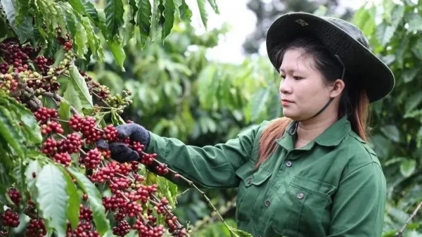 Vietnam's coffee exports possibly top 5 billion USD for first time