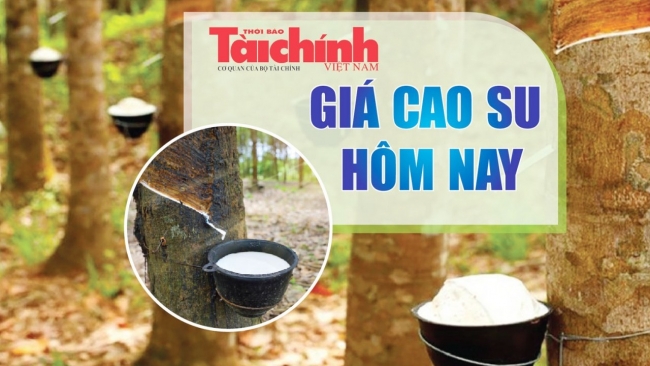 Ngày 19/12: Giá cao su thế giới đồng loạt giảm mạnh, trong nước nối dài chuỗi ngày đi ngang