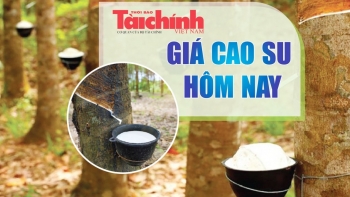 Ngày 20/12: Giá cao su thế giới tiếp tục giảm, trong nước ổn định