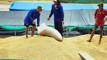 Ngày 22/12: Giá gạo trong nước bật tăng, gạo xuất khẩu chốt tuần giảm nhẹ