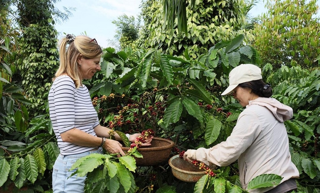 Đắk Lắk: Trải nghiệm hái cà phê, cơ hội phát triển du lịch canh nông