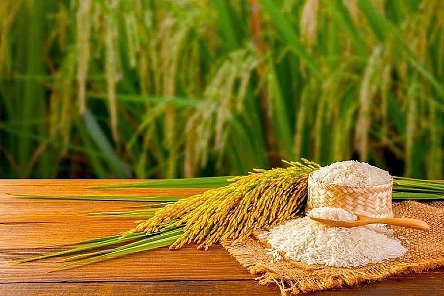 Ngày 23/12: Giá lúa gạo tại khu vực Đồng bằng sông Cửu Long đi ngang sáng đầu tuần