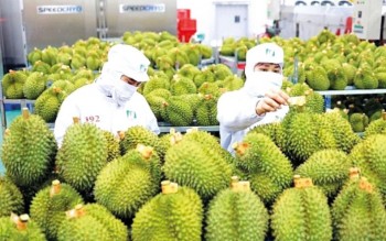 Xuất khẩu nông, lâm, thủy sản tăng tốc, đạt gần 42,8 tỷ USD sau 7 tháng