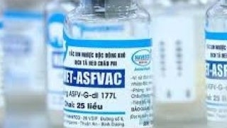 Việt Nam có tiềm năng lớn để sản xuất và xuất khẩu vaccine thú y