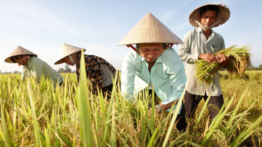 Ngày 29/12: Giá lúa gạo tiếp tục có xu hướng giảm