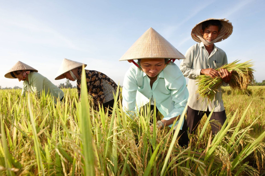 Ngày 29/12: Giá lúa gạo tiếp tục có xu hướng giảm