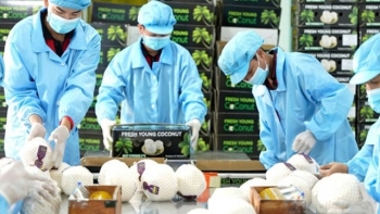 Kỳ vọng ngành rau quả Việt có thể mang về hơn 8 tỷ USD trong năm 2025
