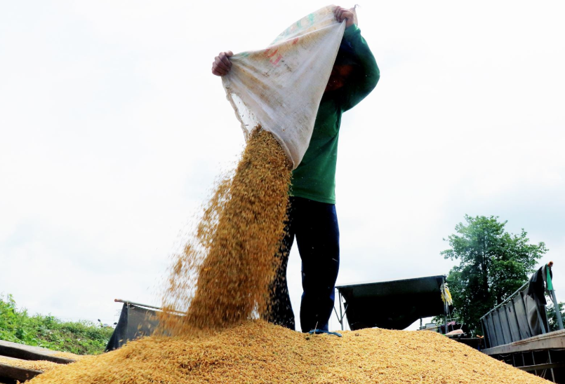 Ngày 1/1: Giá lúa tăng, gạo thành phẩm giảm phiên đầu tiên của năm mới 2025 Ngày 1/1: Giá lúa tăng, gạo thành phẩm giảm trong ngày đầu tiên của năm mới 2025