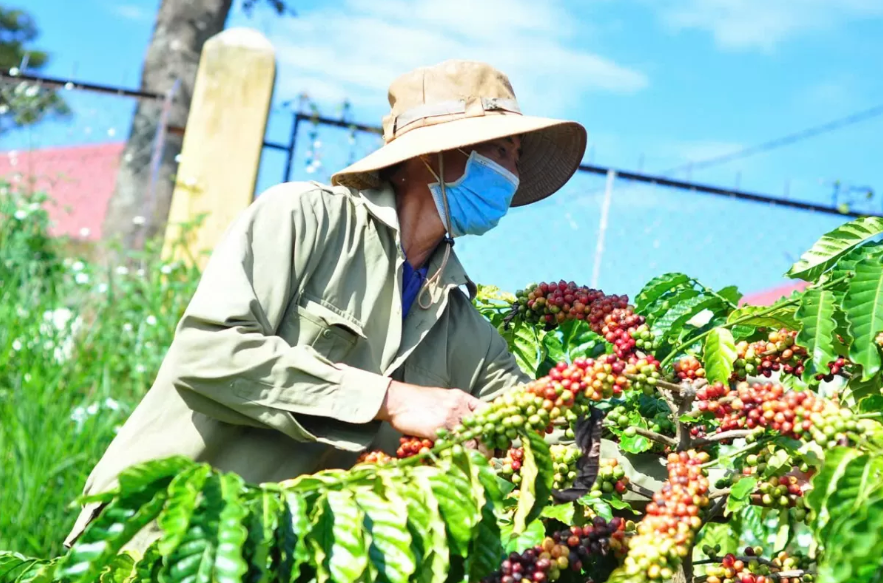 Ngày 1/1: Giá cà phê quay đầu giảm mạnh, hồ tiêu giữ đà tăng