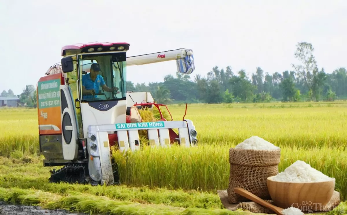 Ngày 5/1: Giá gạo trong nước giảm mạnh