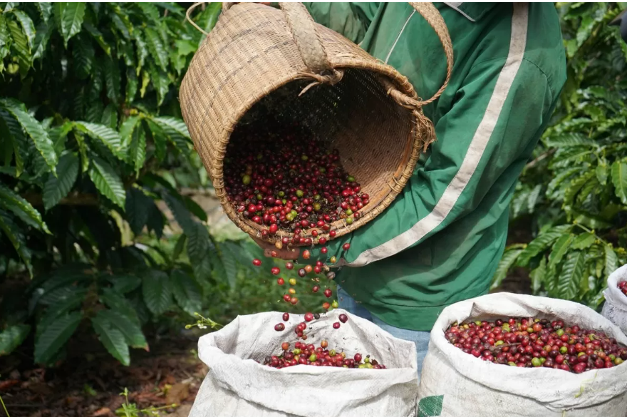 Ngày 9/1: Giá cà phê thế giới quay đầu giảm mạnh, hồ tiêu tiếp tục tăng nhẹ Ngày 9/1: Giá cà phê thế giới quay đầu giảm mạnh, hồ tiêu tiếp tục tăng nhẹ