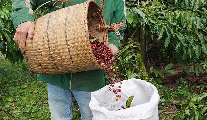 Ngày 11/1: Giá cà phê quay đầu tăng, hồ tiêu ổn định trở lại