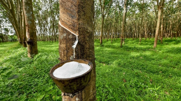 Vietnam's Rubber Export Expected to Surpass 11 Billion USD in 2025