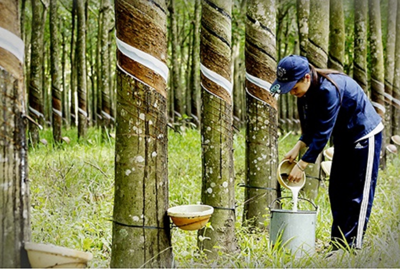 Xuất khẩu cao su trong 9 tháng năm 2024 đạt 2,18 tỷ USD.